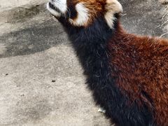 -合肥野生动物园