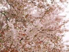 -樱花山风景区