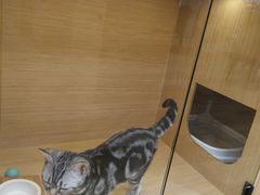 -袖虎猫馆(十亩地店)