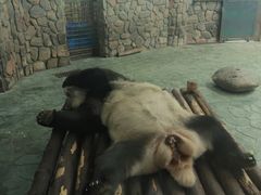 -都江堰中华大熊猫苑