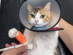 -东莞宠友24H宠物中心医院·转诊夜诊·异宠(新河北路院)