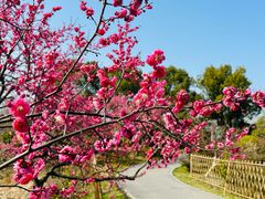 -花开海上生态园