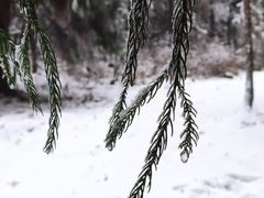 -武陵山森林公园