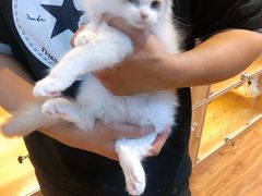 -猫十亿·布偶金渐层·曼基康矮脚猫舍(青年路店)