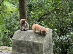 -黔灵山公园