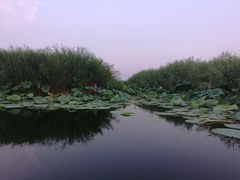 -白洋淀景区