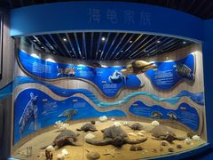 -广东惠东海龟国家级自然保护区