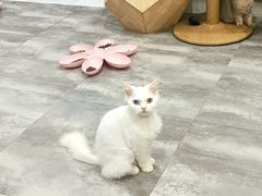 -楼上猫咖(罗湖店)
