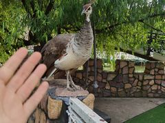 -J Create城市露营咖啡·简餐·宠物(上海动物园店)