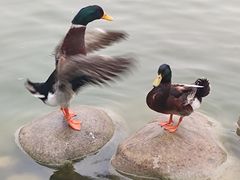 -莲湖公园