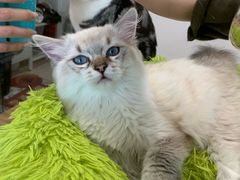 -有喵·猫咖·狗咖·30几只猫10只小狗(岗厦店)