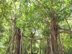 -中国科学院西双版纳热带植物园