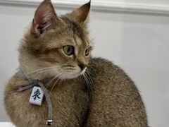 -楼上猫咖(罗湖店)
