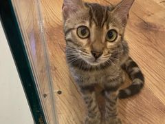 -袖虎·猫馆(体育西路店)