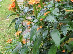 -西双版纳傣族园