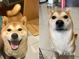回家不见狗狗迎接?捡屎官惊慌失措,却发现自家柴犬……哈哈哈哈