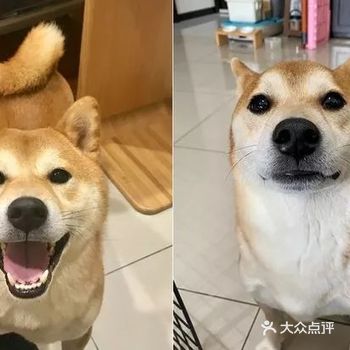 回家不见狗狗迎接？捡屎官惊慌失措，却发现自家柴犬……哈哈哈哈