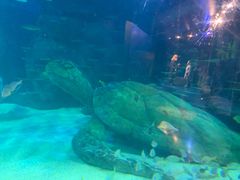 -悉尼海洋生物水族馆