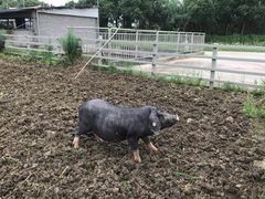 -上膳源有机农场