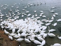 -烟墩角天鹅湖