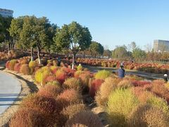 -春花秋色城市公园