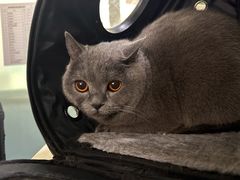 -皮特动物医院(24小时店)