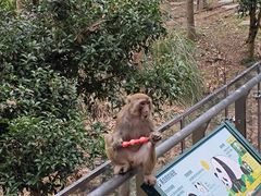 -黔灵山公园