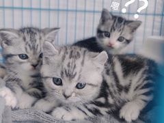 -翊宠yipet猫狗购宠庄园犬舍•猫舍