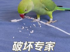 -花鸟鱼虫鲜花绿植市场(玉泉路店)