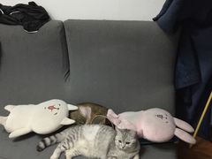 -瑞鹏宠物医院·骨科·猫科·内科(第一中心)