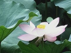 -莲湖公园
