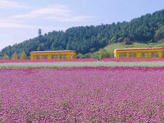 -径山花海