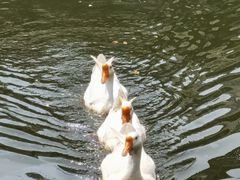 -水绘园