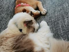 -南京Hallo宠物乐园·哈罗犬舍·柴犬繁育基地