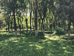 -大兴滨河森林公园