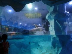 -芜湖新华联大白鲸海洋公园