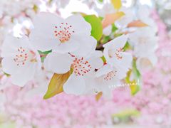 -南京古林公园