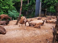 -清迈夜间动物园