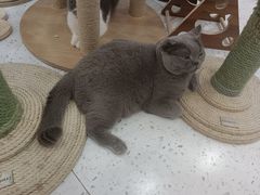 -喵园·猫主题咖啡厅·撸猫·猫咖(国贸店)