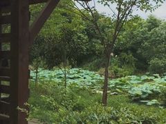 -白鹭湾湿地公园