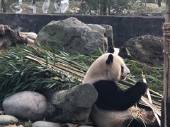-都江堰中华大熊猫苑