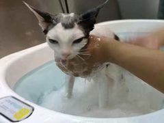 -PETKIT小佩宠物·低压洗护(国顺东路店)