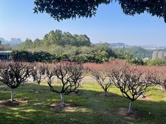 -广州莲花山旅游区