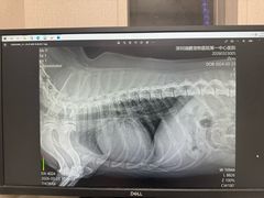 -瑞鹏宠物医院·骨科·猫科·内科(第一中心)