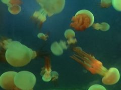 -常州海昌海洋探索馆