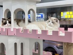 -青奢宠物·青奢猫舍