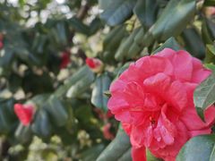 -狼山风景名胜区