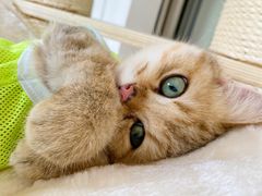 -momokira米努特·德文卷毛猫·棉花面纱犬
