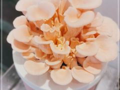 -隐食餐厅(金水湾公馆店)