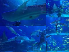 -烟台海昌鲸鲨海洋公园